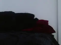 Amateur Sex Cam of carolinespanky