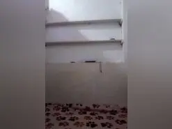 Amateur Nude Webcam of Gatubelu_75