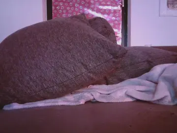 Cam4 Best live sex cam show of TsDominatrix